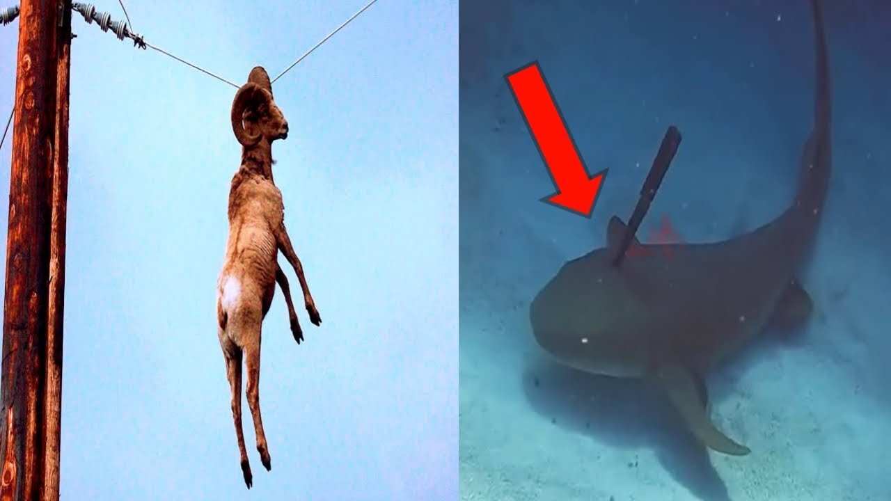 Animals that asked people for help (Almost Impossible)