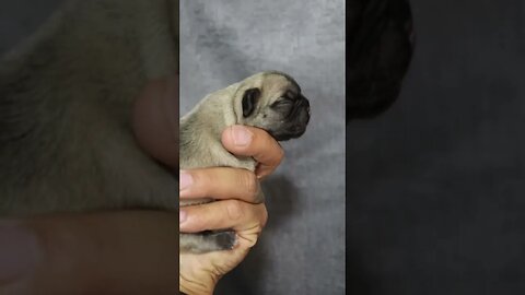 French bulldog - 1 day old #subscribe #foryou #dogs #dog