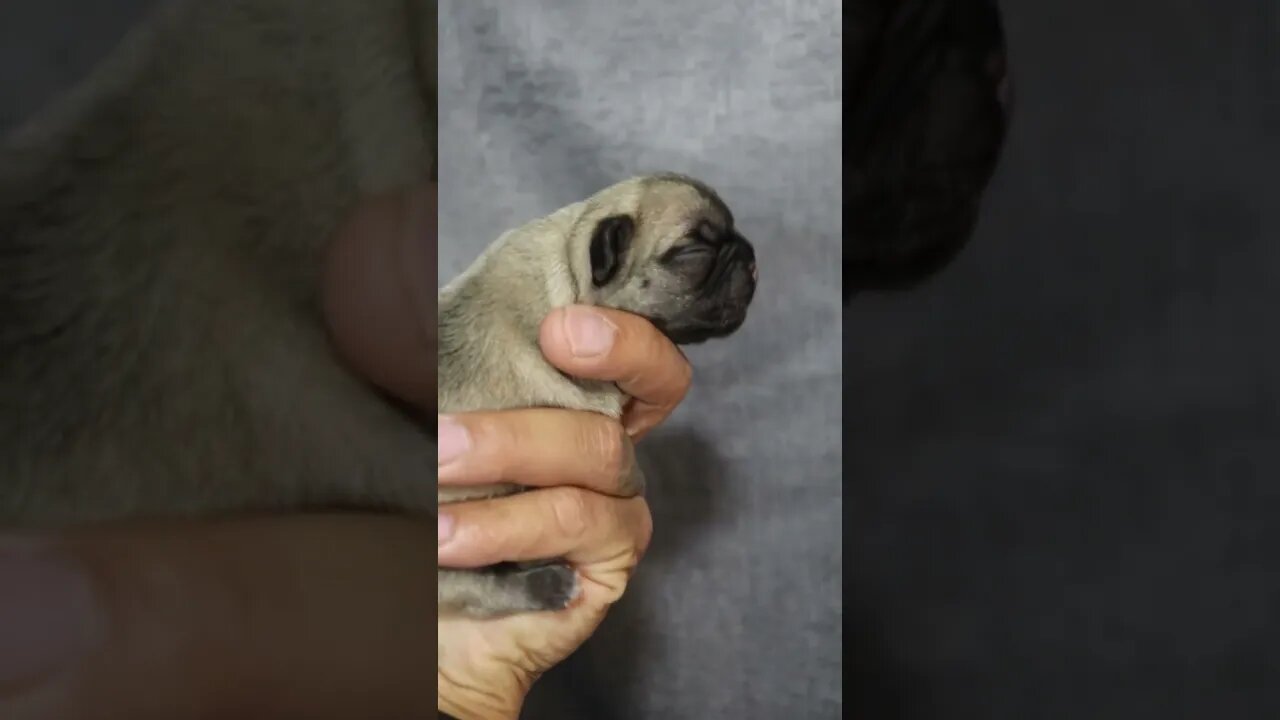 French bulldog - 1 day old #subscribe #foryou #dogs #dog