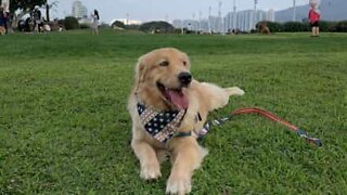 Golden Retriever utiliza mesa para coçar o queixo