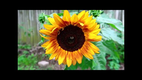 The Elizabethtown Fair - A Week In My Life - Watching Storms - Bee On A Sun Flower