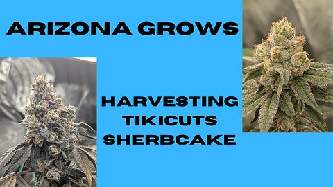 Arizona Grows, Sherbcake Harvest