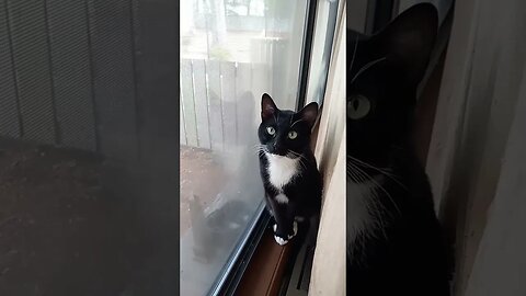 Moonpie in the window #shortsvideo #shortsfeed #youtubeshorts #catvideos #cat