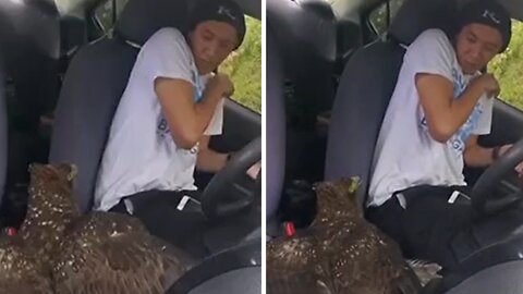 Huge wounded eagle crashes inside my car!