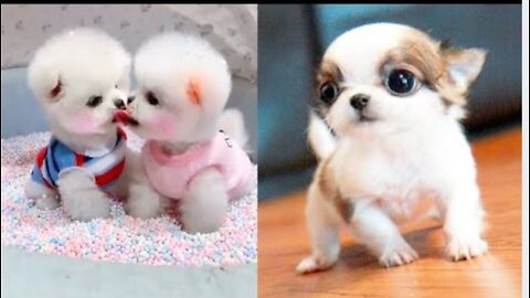 Baby Dogs - Cute and Funny Dog Videos Compilation #3 | Aww Animals