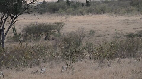 Cheetah hunting on Maasai Mara