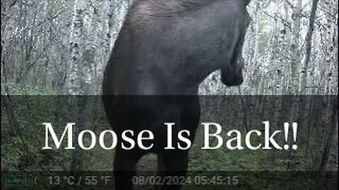 Moose Is Back!