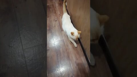 #shorts Смешные Коты Из Тик Тока 113 Funny Cats From Tiktok