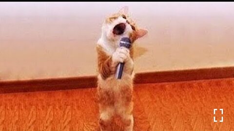 Funniest Cats and Dogs ---- Part 6