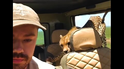 When Animals Go On A Rampage And Got Caught On Camera !