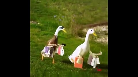 Animals with arms