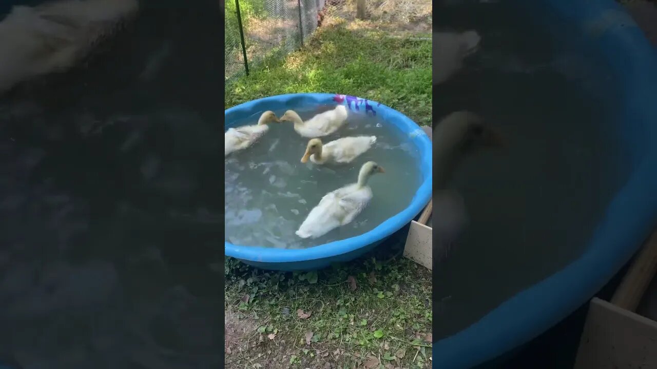 Our feathered babies are growing up so fast ! #backyardducks #growyourownfood #learning 