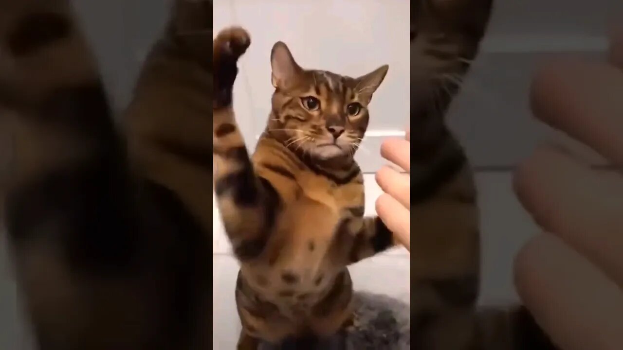 #shorts #trending laugh 😂 Laugh 😂 Laugh 😆😆😆 || Funny Videos || Funny || Funny Cats
