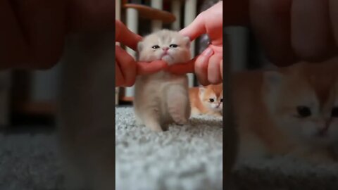 Cute Kitten asking Cuddles!😍 #shorts