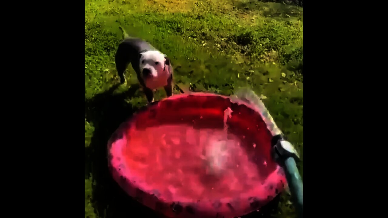 Existem dois tipos de cachorros