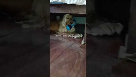 #dogshow , #animals , #dogs , #shorts