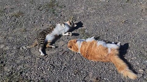 Is it friendship or is it aggression?