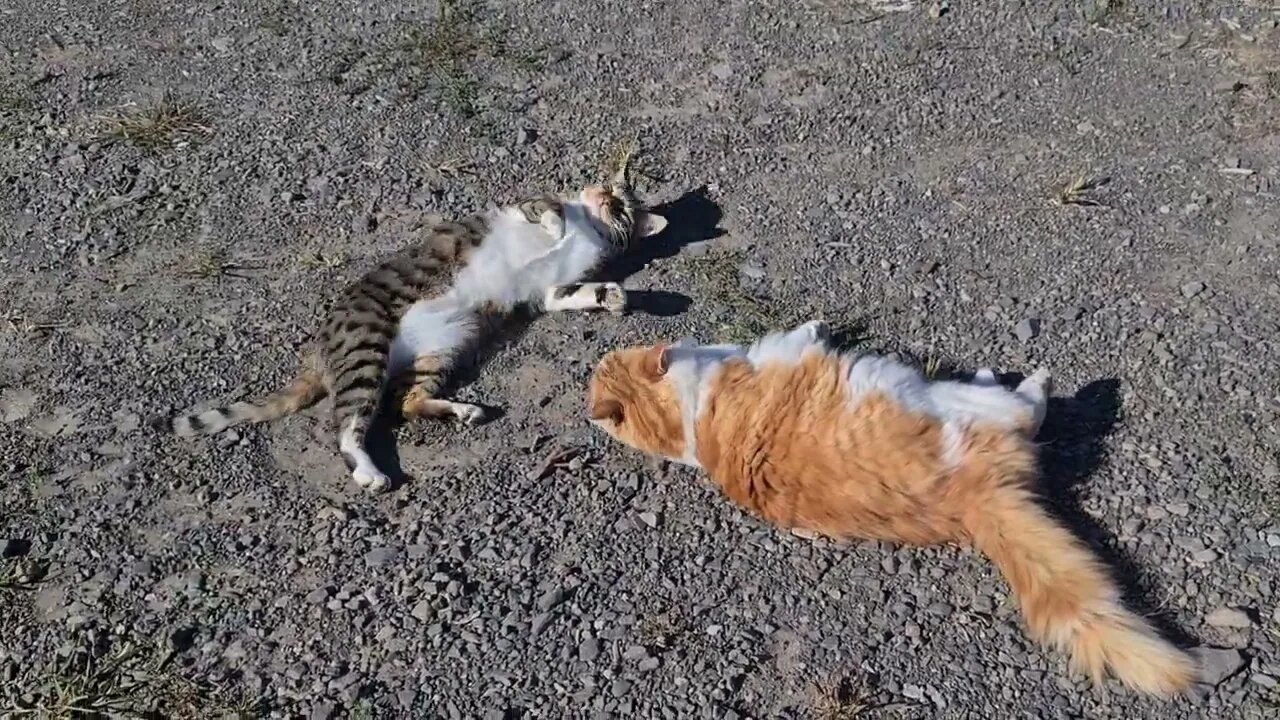 Is it friendship or is it aggression?