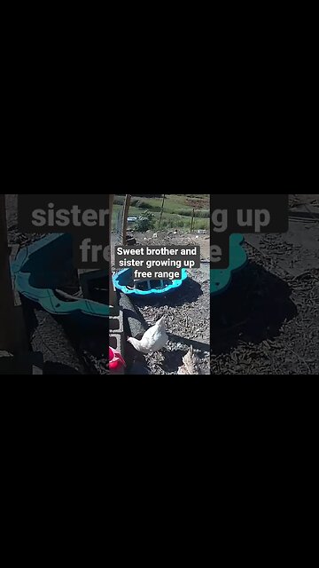 Farm surveillance. Older chicks