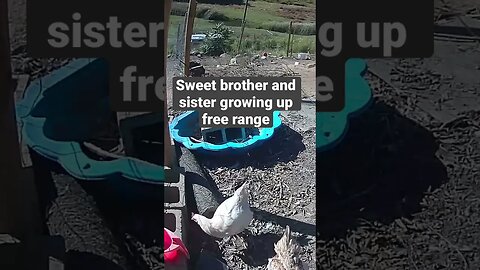 Farm surveillance. Older chicks