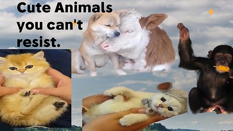 Cutest Animals Caught on Camera! 🐾😍 #CuteAnimals #HeartwarmingMoment - episode 7