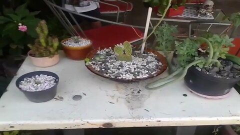 El Jardín de la Tía, Tacurembó (01/04/2016)