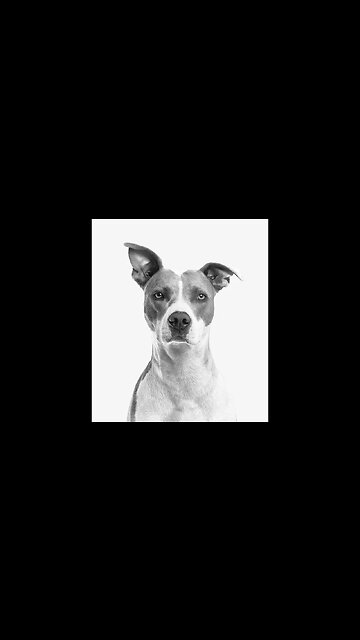 10 Smartest dogs breeds#shorts