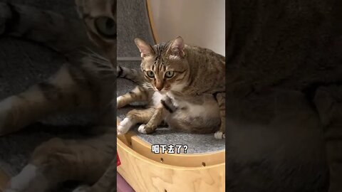 Dami's Bad Day大咪摆烂的一天