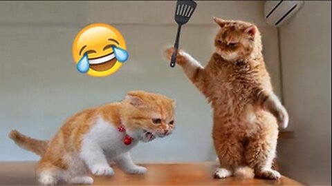 Best Funny Animal Videos of the year , funniest animals ever🤣. Relax with cute animals video !