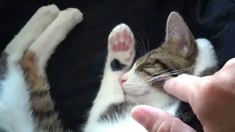 A Sleepy Tabby Cat
