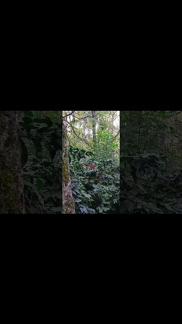 It's All About Nature & Its Beauty... #nature #shorts #travelyatra