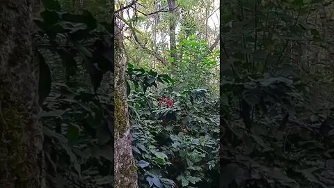 It's All About Nature & Its Beauty... #nature #shorts #travelyatra
