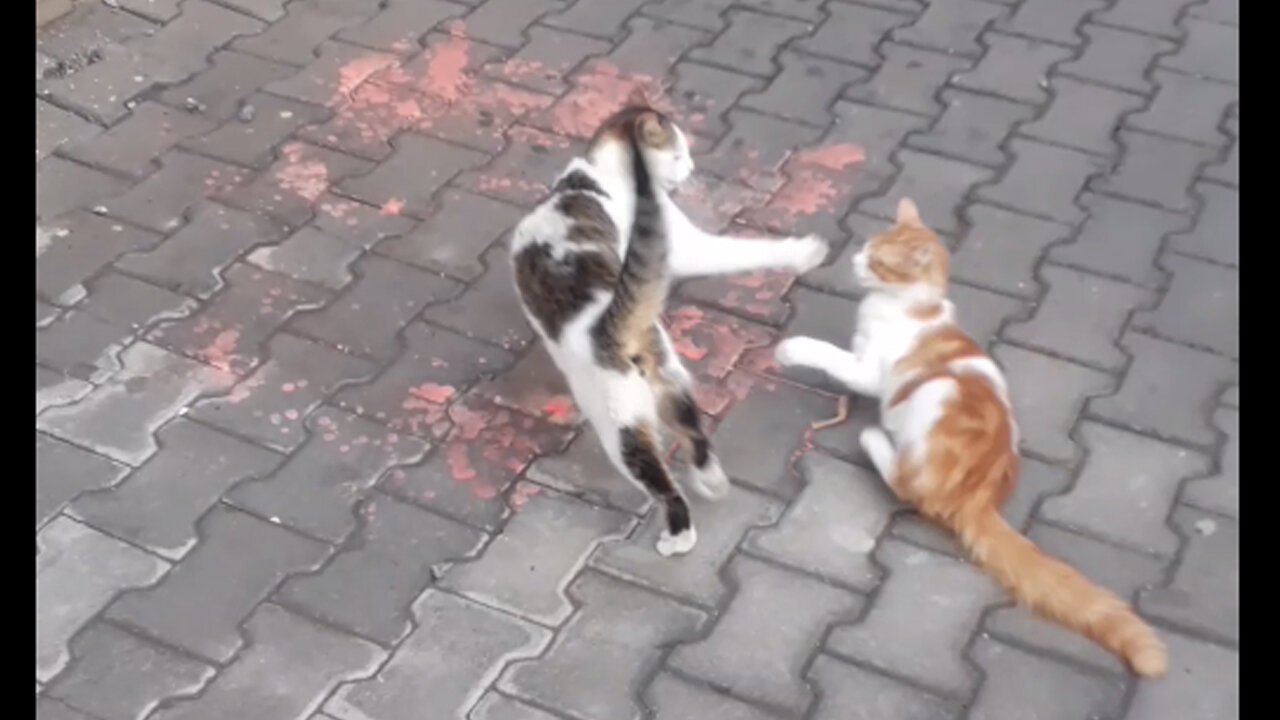 Crazy FIGHTING Cats #shorts