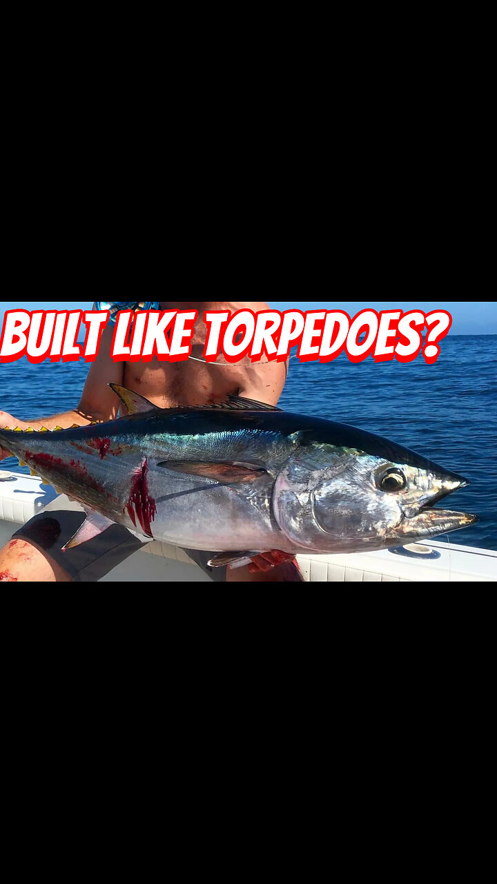 How Expensive Are Pacific Bluefin Tuna Horses To Own!