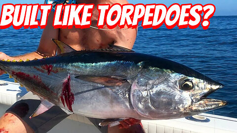 How Expensive Are Pacific Bluefin Tuna Horses To Own!
