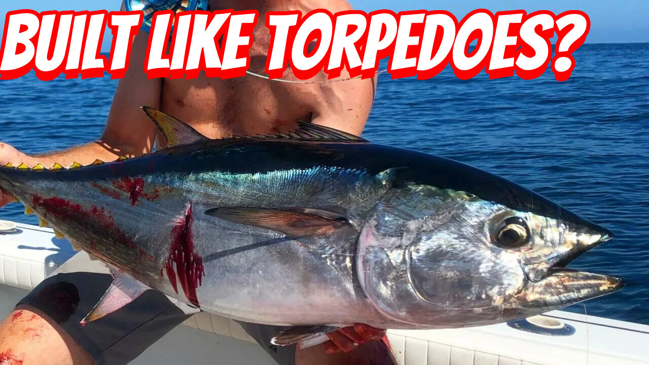 How Expensive Are Pacific Bluefin Tuna Horses To Own!