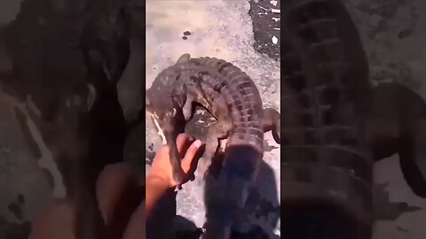 crocodile bite 🥺 #funny #funnyshorts #funnyvideos