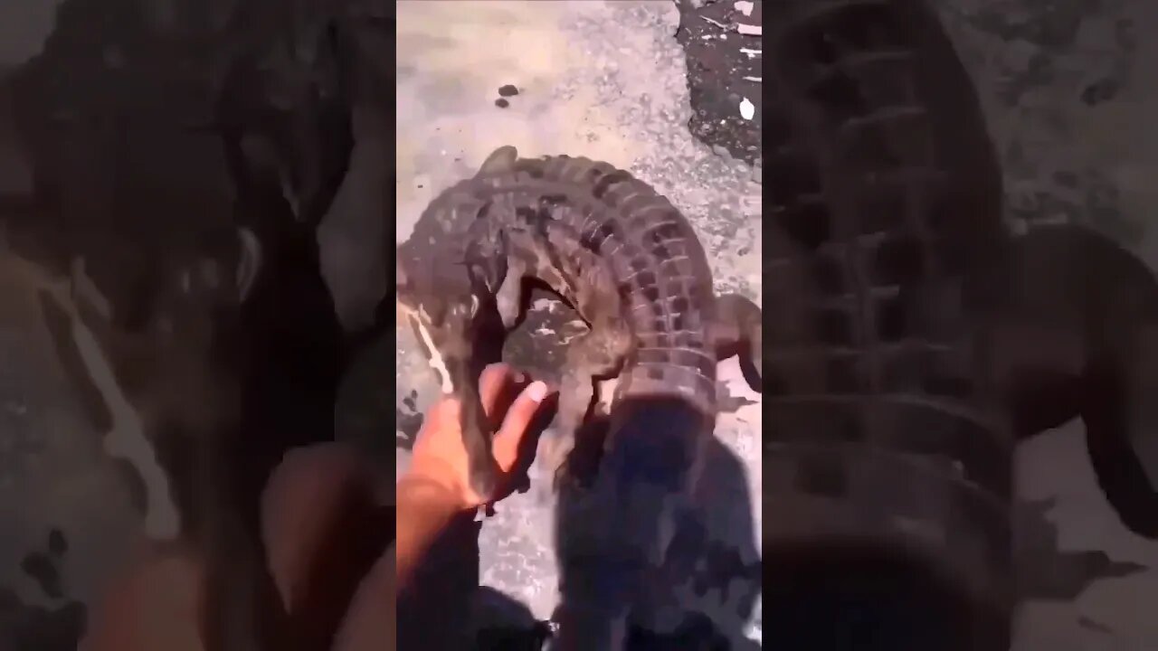 crocodile bite 🥺 #funny #funnyshorts #funnyvideos