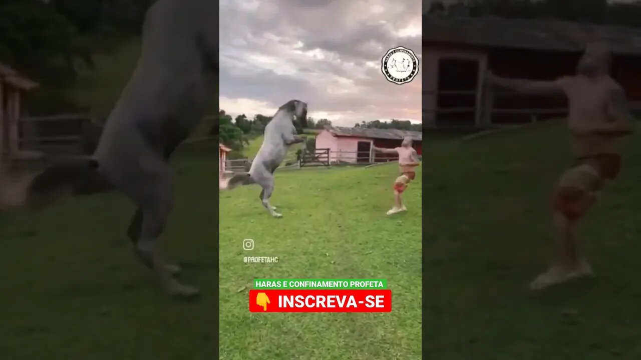 Segura peão, 😂🐂🤠 #shorts #roça #animals #bicho #haras #agropecuaria #confinamento #peao #agroboy #sp