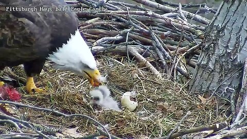 Hays Eagles H19 H20 Feeding and Egg Spaceship 3.28.23 7:56am