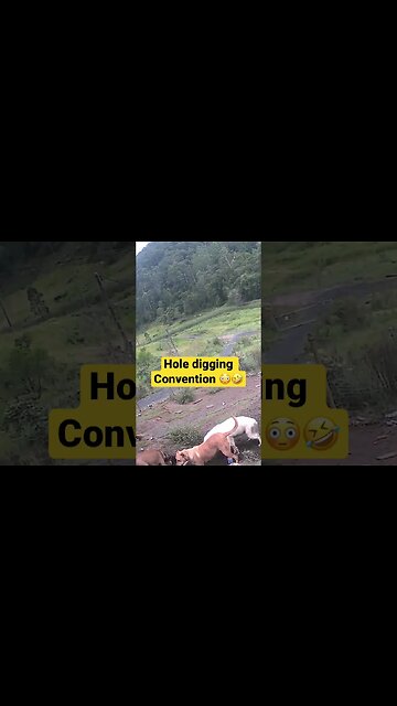 Farm cameras monitoring farm dogs