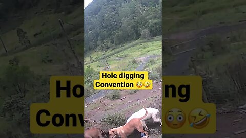 Farm cameras monitoring farm dogs