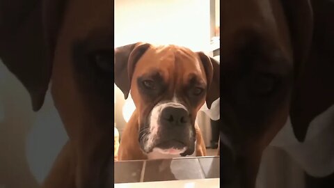 Funny animal videos I found on and