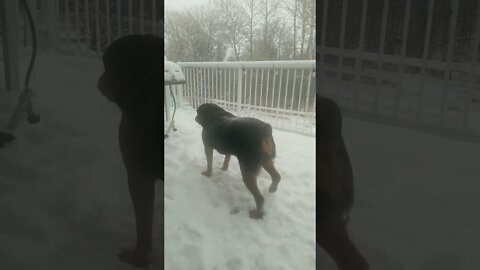 Rottweiler Fun In The Snow!🎄🎁 #rottweiler #shorts
