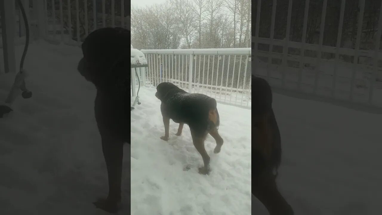Rottweiler Fun In The Snow!🎄🎁 #rottweiler #shorts