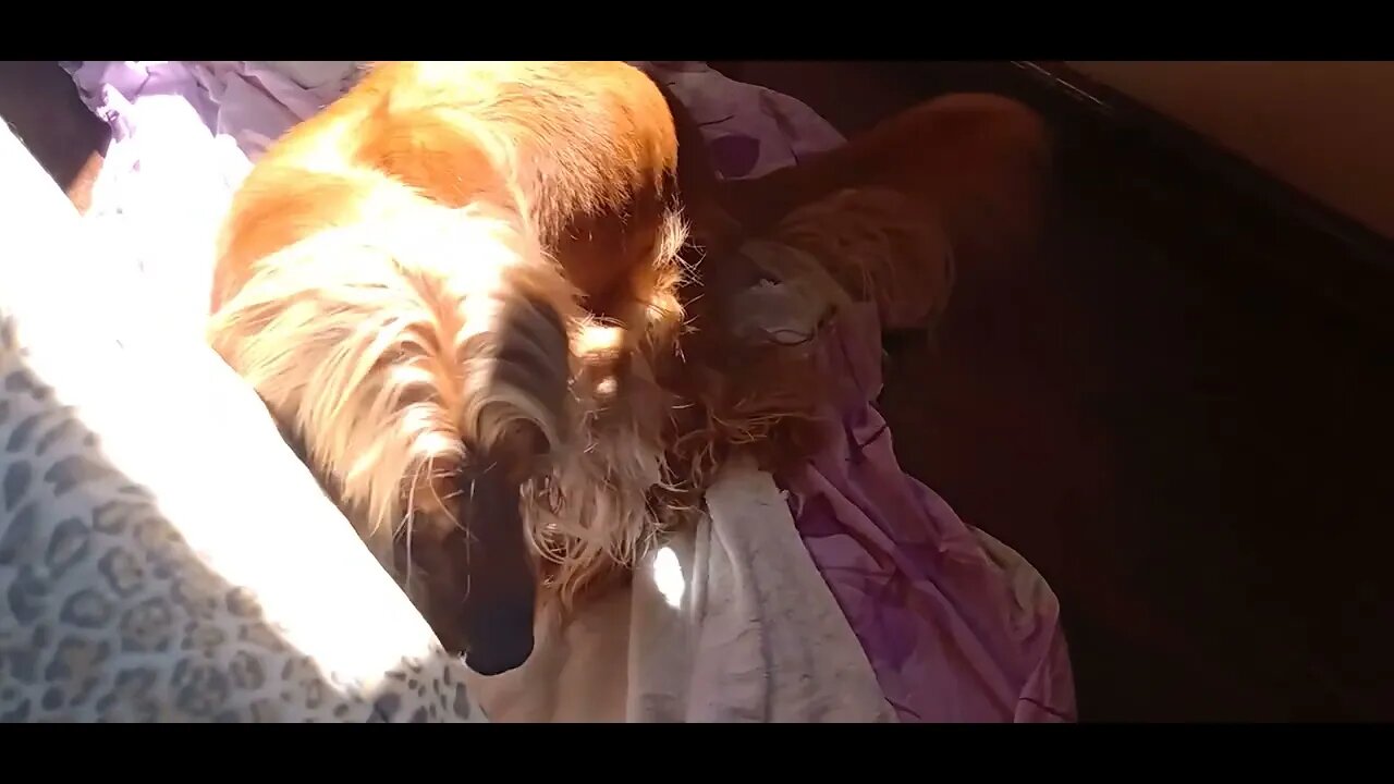 #dogshow, #amimals, #dogs, #shorts