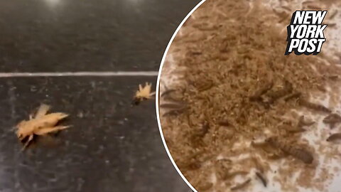 Anti-Israel protesters claim to to have unleashed maggots at DC hotel where some of the Israeli delegation was staying