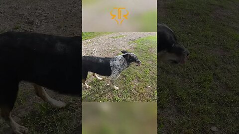 Yoga Paws Before Cattle Drive 🐶🐮