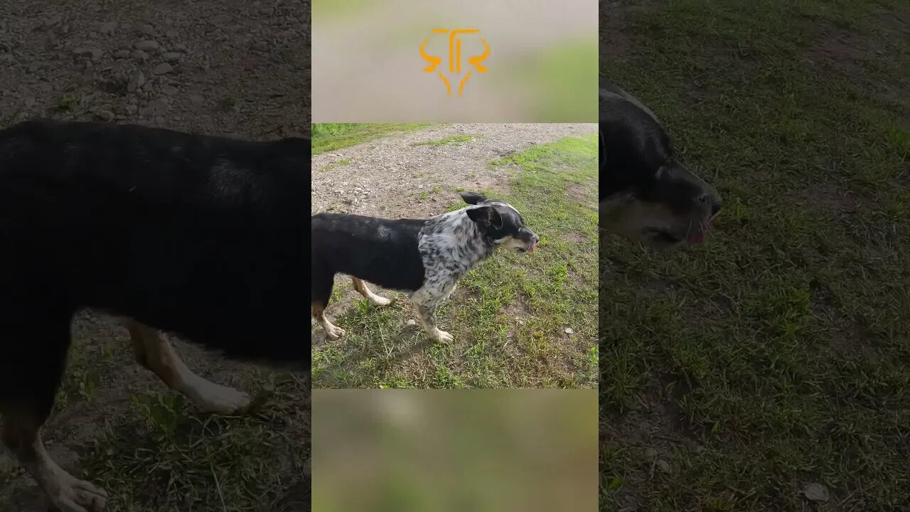 Yoga Paws Before Cattle Drive 🐶🐮