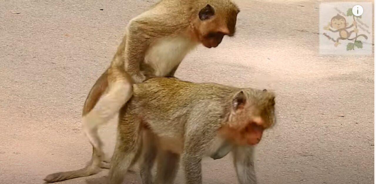 Monkey Love His Wife